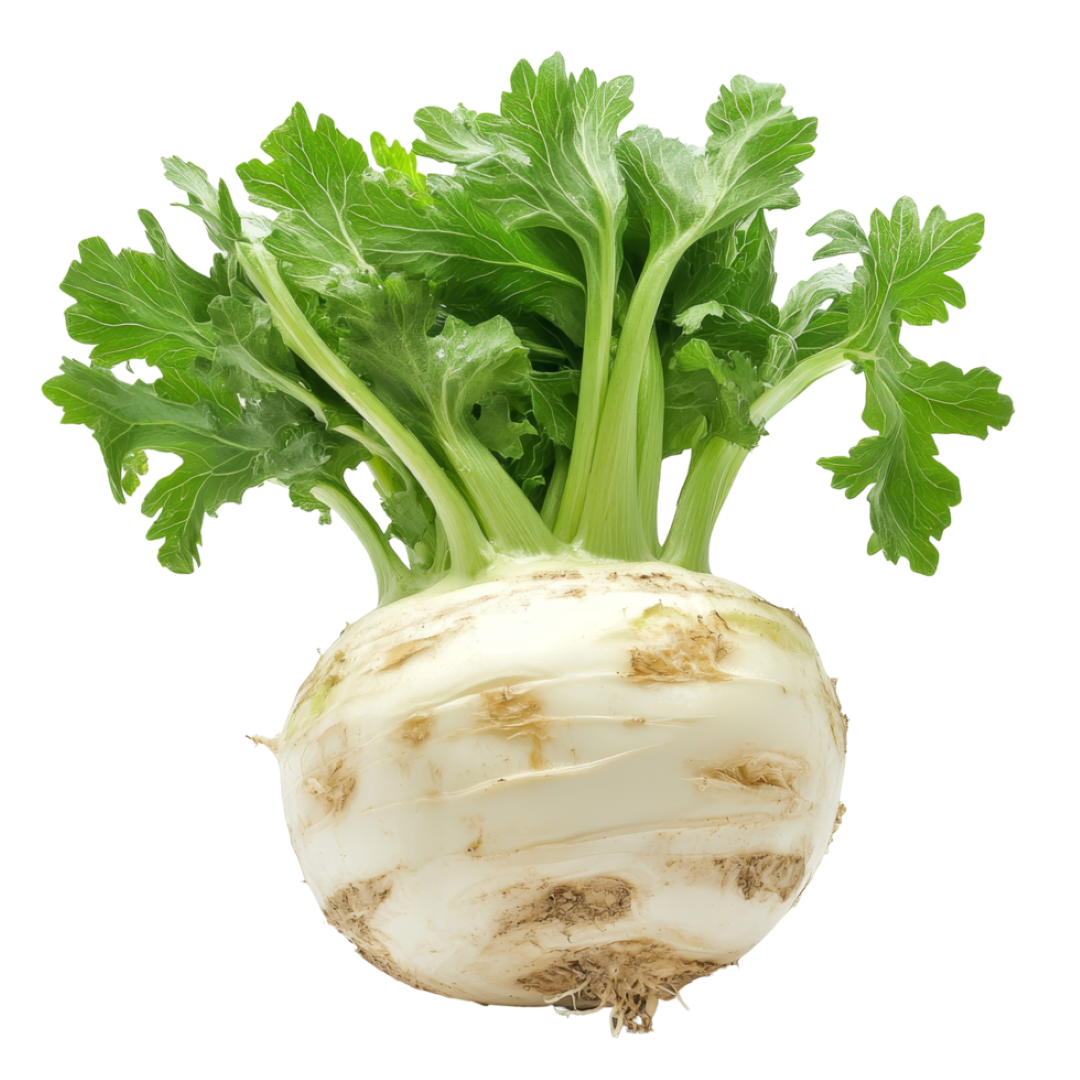 FRESH CELERIAC